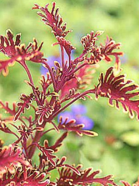 COLEUS Kiwi Fern