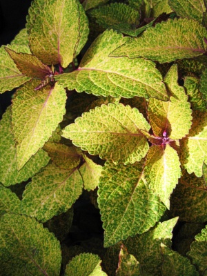 COLEUS Kingwood Kritter