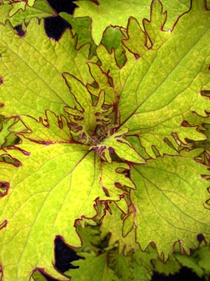 COLEUS Lemon Sunsation