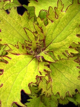 COLEUS Lemon Sunsation