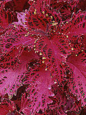 COLEUS Magenta Frill