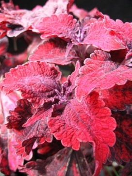COLEUS Molten Lava, 3' column