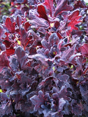 COLEUS duck foot New Black