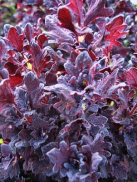 COLEUS duck foot New Black