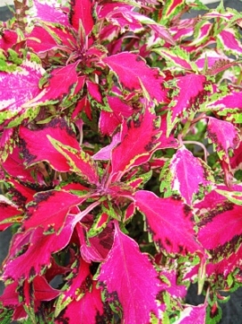 COLEUS Pink Chaos