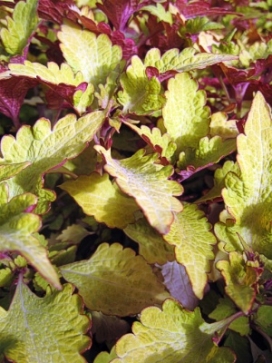 COLEUS Penny, standard 3-4'