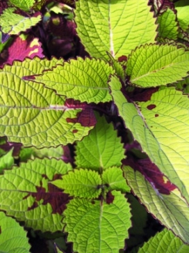 COLEUS Pineapple Queen, standard 3-4'