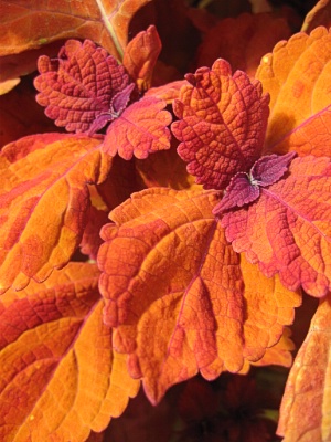 COLEUS Sedona