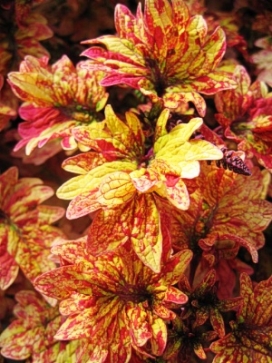 COLEUS Smallwood's Driveway