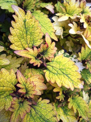 COLEUS Smallwood's Yellow