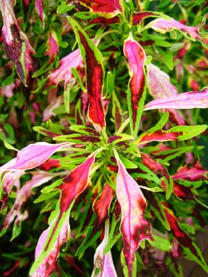 COLEUS The Flume