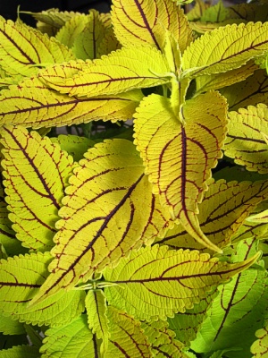 COLEUS The Line