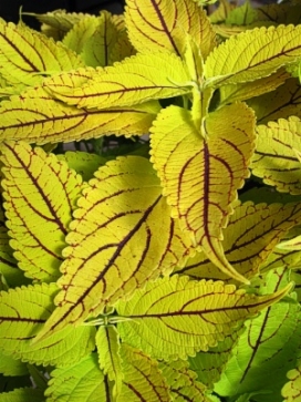 COLEUS The Line