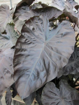 COLOCASIA esculenta Black Coral