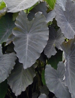 COLOCASIA Black Ruffles