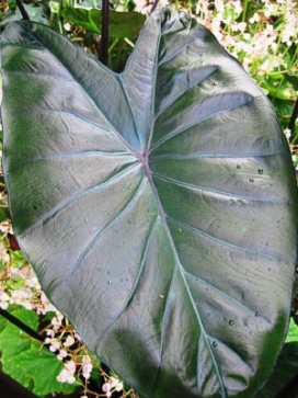 COLOCASIA fontenesii Black Stem