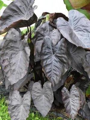 COLOCASIA esculenta Diamond Head