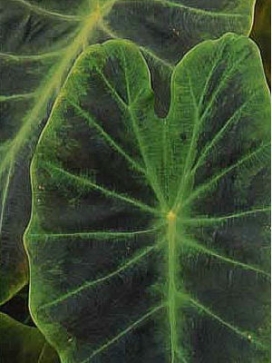 COLOCASIA esculenta Imperial Taro