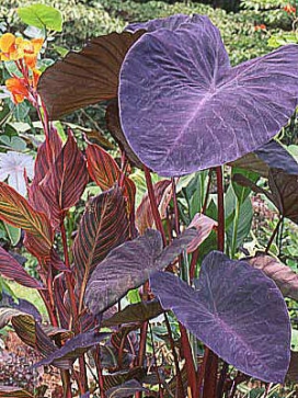 COLOCASIA esculenta Black Magic