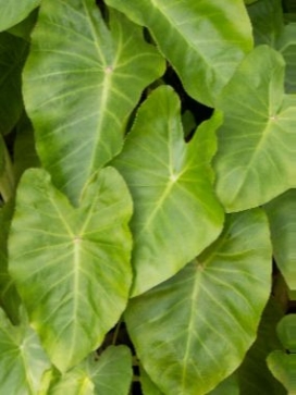 COLOCASIA Maui Gold