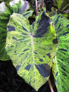 COLOCASIA esculenta Mojito