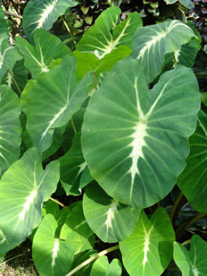 COLOCASIA esculenta Nancy's Revenge