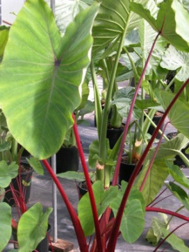 COLOCASIA esculenta Hawaiian Punch