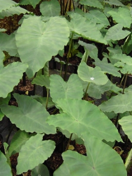COLOCASIA esculenta Ruffles