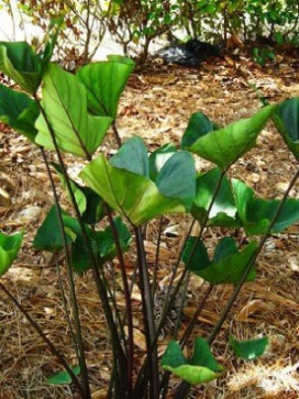 COLOCASIA Tea Cup