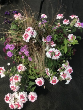 COMBO Butterfly 14" Moss Basket COMBO Butterfly 14" Moss Basket