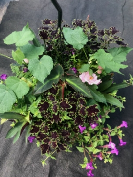 COMBO H 14" Moss Basket COMBO H 14" Moss Basket