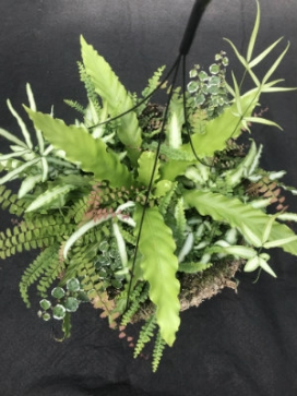 COMBO I 14" Moss Basket