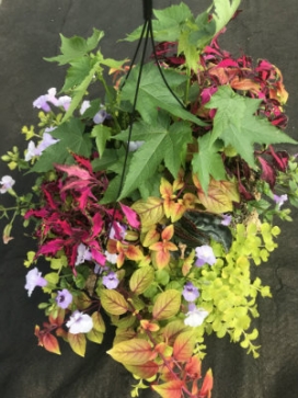 COMBO J 14" Moss Basket