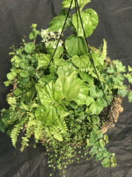 COMBO K 14" Moss Basket