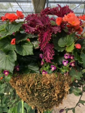 COMBO F 18" Moss Basket COMBO F 18" Moss Basket