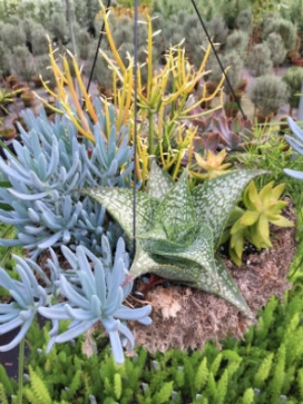 COMBO Succulent 14" Moss Basket