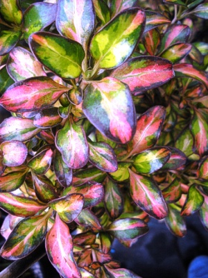 COPROSMA repens Evening Glow