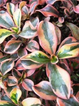 COPROSMA repens Rainbow Surprise
