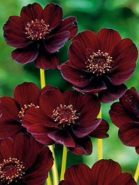COSMOS atrosanguineus Chocolate Cosmos