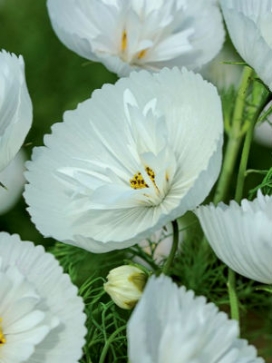 COSMOS bipinnatus<br>Cupcakes White