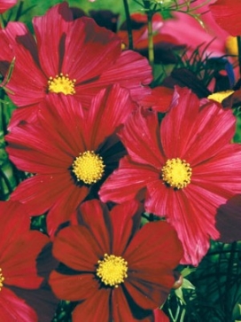 COSMOS bipinnatus Rubenza