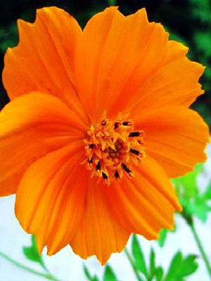 COSMOS caudatus Wild Orange Cosmos