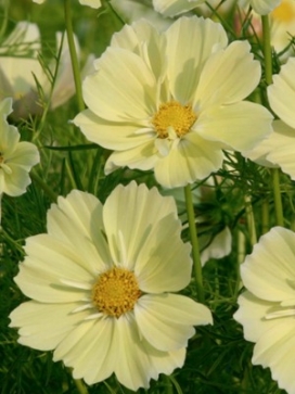 COSMOS bipinnatus Xanthos