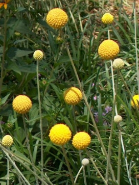 CRASPEDIA globosa Billy Buttons