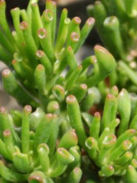 CRASSULA ovata Hobbit