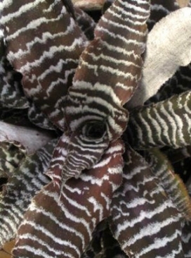 CRYPTANTHUS Black Mystic