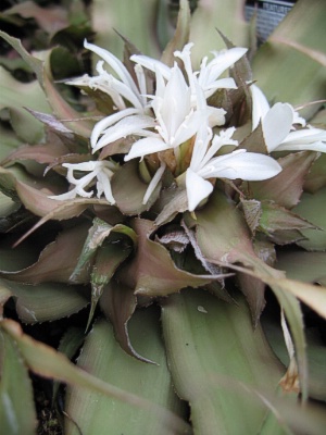 CRYPTANTHUS Chocolate Soldier