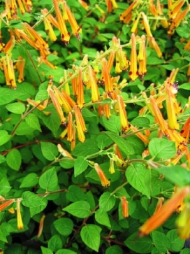 CUPHEA Caribbean Sunset