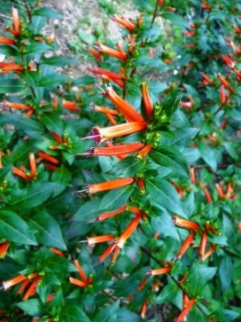 CUPHEA ignea David Verity