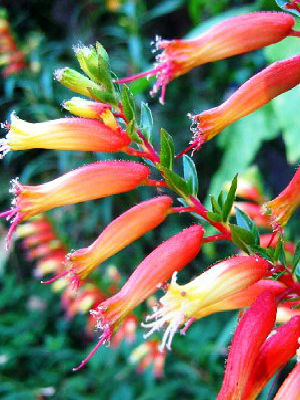 CUPHEA Micropetala
